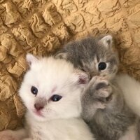 British Shorthair, Kedi  Özel seri BritishShorthair ve BritishLonghair fotoğrafı