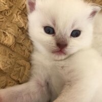 British Shorthair, Kedi  Özel seri BritishShorthair ve BritishLonghair fotoğrafı