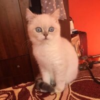 British Shorthair, Kedi  fairy fotoğrafı