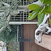 İngiliz Setter, Köpek  Bob fotoğrafı