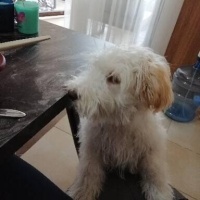 Maltese, Köpek  Luna fotoğrafı