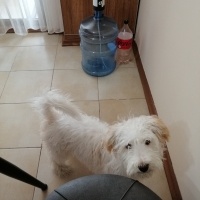 Maltese, Köpek  Luna fotoğrafı