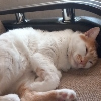 Tekir Kedi, Kedi  Venüs fotoğrafı