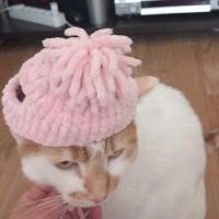 Tekir Kedi, Kedi  Venüs fotoğrafı