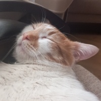 Tekir Kedi, Kedi  Venüs fotoğrafı