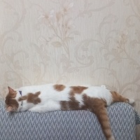Tekir Kedi, Kedi  Venüs fotoğrafı