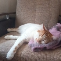 Tekir Kedi, Kedi  Venüs fotoğrafı