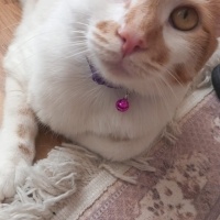 Tekir Kedi, Kedi  Venüs fotoğrafı