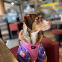 Sokö (Sokak Köpeği), Köpek  Luna fotoğrafı