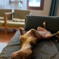 Sokö (Sokak Köpeği), Köpek  Luna fotoğrafı