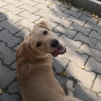 Golden Retriever, Köpek  Balım fotoğrafı