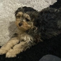 Poodle(Standart Kaniş), Köpek  Elsa fotoğrafı