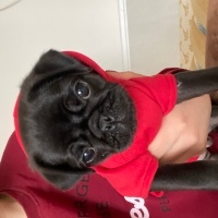 Pug, Köpek  Pablo fotoğrafı