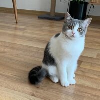 British Shorthair, Kedi  şila fotoğrafı