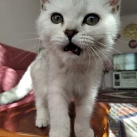 British Shorthair, Kedi  pamukvedunyasi fotoğrafı