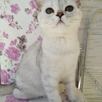 British Shorthair, Kedi  pamukvedunyasi fotoğrafı