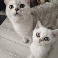 British Shorthair, Kedi  pamukvedunyasi fotoğrafı