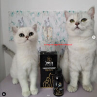 British Shorthair, Kedi  pamukvedunyasi fotoğrafı