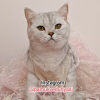 British Shorthair, Kedi  pamukvedunyasi fotoğrafı