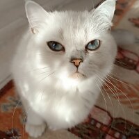 British Shorthair, Kedi  pamukvedunyasi fotoğrafı