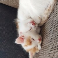 Ankara Kedisi, Kedi  Tom fotoğrafı