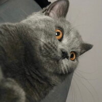 British Shorthair, Kedi  Badem fotoğrafı