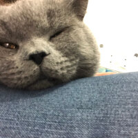 British Shorthair, Kedi  Badem fotoğrafı