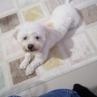 Maltese, Köpek  Herkül fotoğrafı