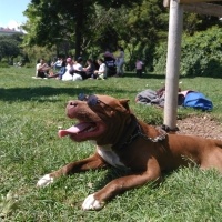 Amerikan Pitbull Terrier, Köpek  Boris fotoğrafı