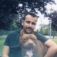 Amerikan Pitbull Terrier, Köpek  Boris fotoğrafı
