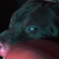 Amerikan Pitbull Terrier, Köpek  Boris fotoğrafı
