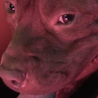 Amerikan Pitbull Terrier, Köpek  Boris fotoğrafı