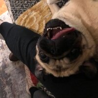 Pug, Köpek  Şapşik fotoğrafı