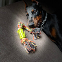 Doberman Pinscher, Köpek  Ares fotoğrafı