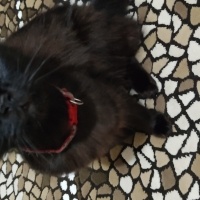 Tiffany/Chantilly, Kedi  Gölge fotoğrafı
