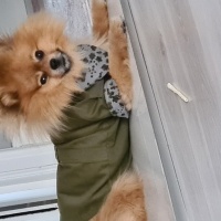 Pomeranyalı, Köpek  Lucky fotoğrafı