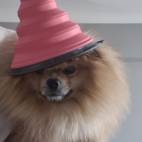 Pomeranyalı, Köpek  Lucky fotoğrafı