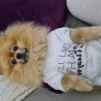 Pomeranyalı, Köpek  Lucky fotoğrafı