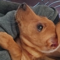 Minyatür Pinscher, Köpek  Nyx (nix) fotoğrafı