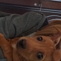 Minyatür Pinscher, Köpek  Nyx (nix) fotoğrafı