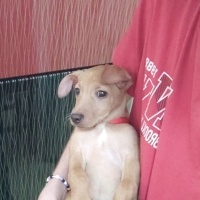 Minyatür Pinscher, Köpek  Nyx (nix) fotoğrafı