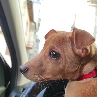 Minyatür Pinscher, Köpek  Nyx (nix) fotoğrafı