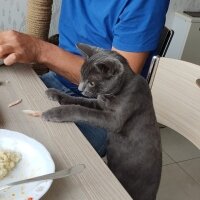 British Shorthair, Kedi  Uzay fotoğrafı