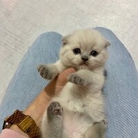 Scottish Fold, Kedi  Lola fotoğrafı