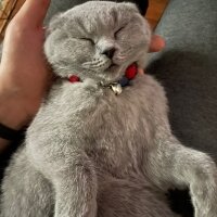 British Shorthair, Kedi  Patiş fotoğrafı