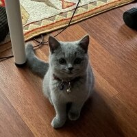 British Shorthair, Kedi  Patiş fotoğrafı