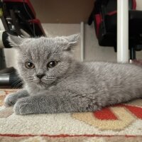 British Shorthair, Kedi  Patiş fotoğrafı