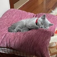 British Shorthair, Kedi  Patiş fotoğrafı