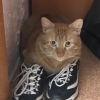 Sarman, Kedi  Oğlum fotoğrafı