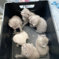 Scottish Fold, Kedi  TEKİR fotoğrafı